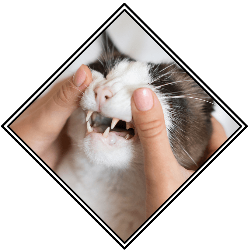 Teeth Cleaning For Dogs & Cats In Fishers In