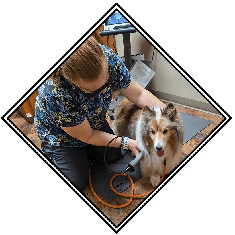 female staff member wearing protective glasses performing laser therapy on fluffy dog